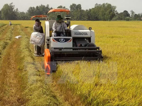 Large-scale rice fields booming ảnh 1 Large-scale rice fields booming ảnh 1