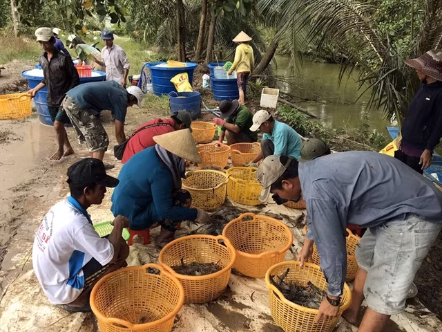 Mekong Delta aims for sustainable shrimp production at high profits ảnh 1 Mekong Delta aims for sustainable shrimp production at high profits ảnh 1