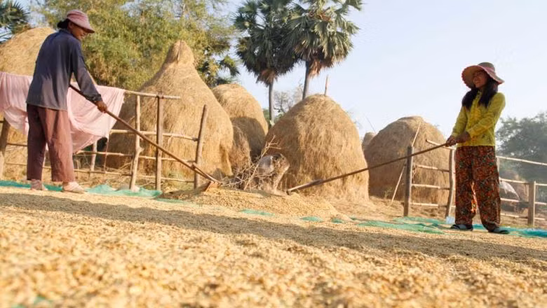 Cambodia’s rice exports fall 15.39 percent in January ảnh 1