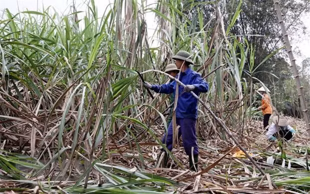 Development chances for sugar sector still ahead: PM ảnh 1