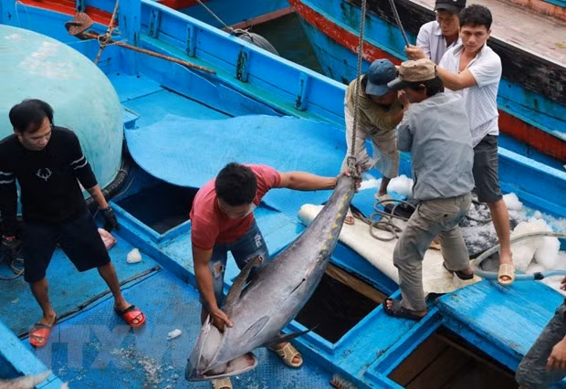 Khanh Hoa: ocean tuna boats return to shore ảnh 1 Khanh Hoa: ocean tuna boats return to shore ảnh 1