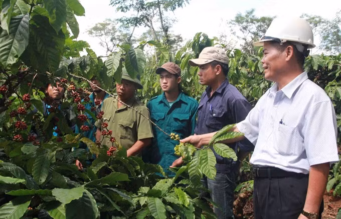 Dak Lak to reduce coffee-growing area ảnh 1