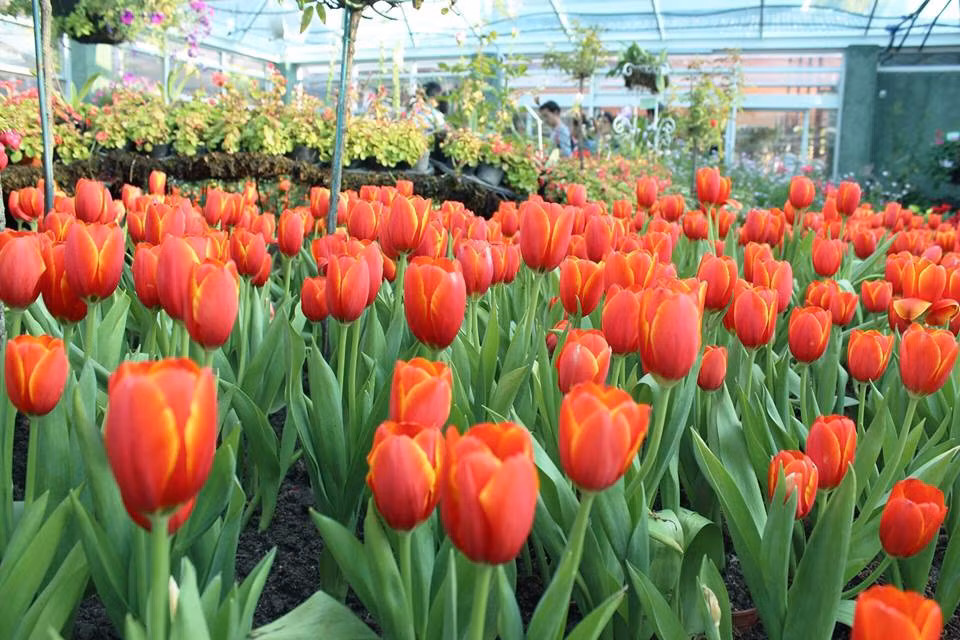 Chiang Mai's tulips in full bloom during New Year holiday ảnh 1