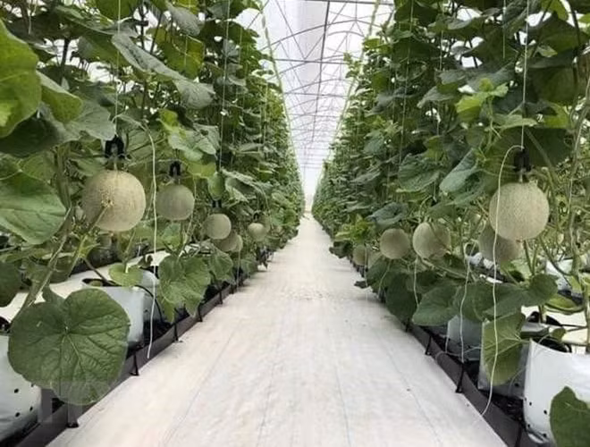 Seminar updates firms on RoK plant quarantine regulations ảnh 1 Seminar updates firms on RoK plant quarantine regulations ảnh 1