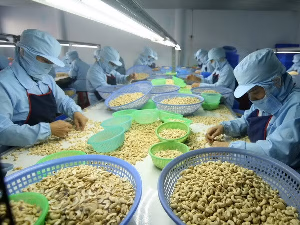 Conference looks to improve cashew processing quality ảnh 1