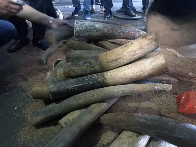 Vietnam’s illegal ivory market is thriving ảnh 1
