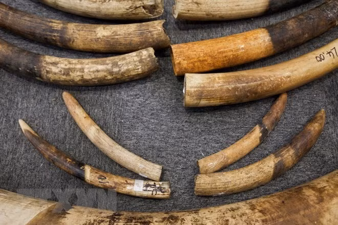 Man prosecuted for crafting large amount of ivory products ảnh 1 Man prosecuted for crafting large amount of ivory products ảnh 1