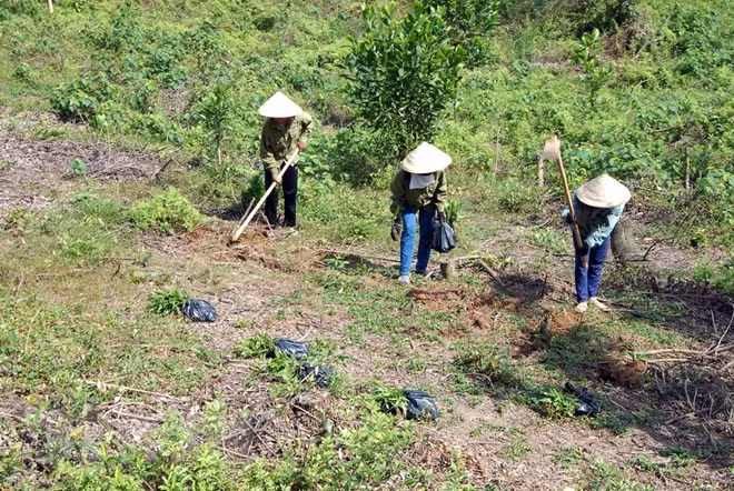 Binh Thuan makes efforts to reduce greenhouse gas emissions ảnh 1 Binh Thuan makes efforts to reduce greenhouse gas emissions ảnh 1
