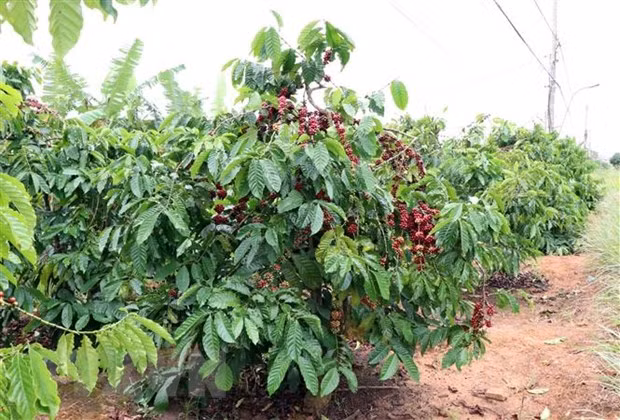 Difficulties still ahead for coffee sector: insiders ảnh 1