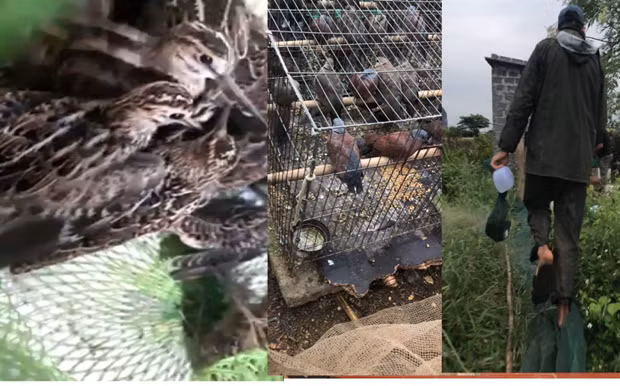 Vietnam cracks down on poaching of migratory birds ảnh 2