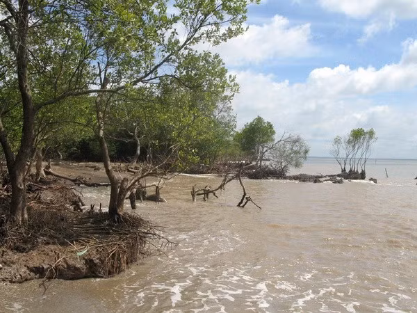 Tien Giang: Erosion worsens in coastal areas ảnh 1