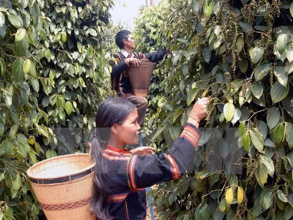 Farmers' Union promotes support for farmers ảnh 1