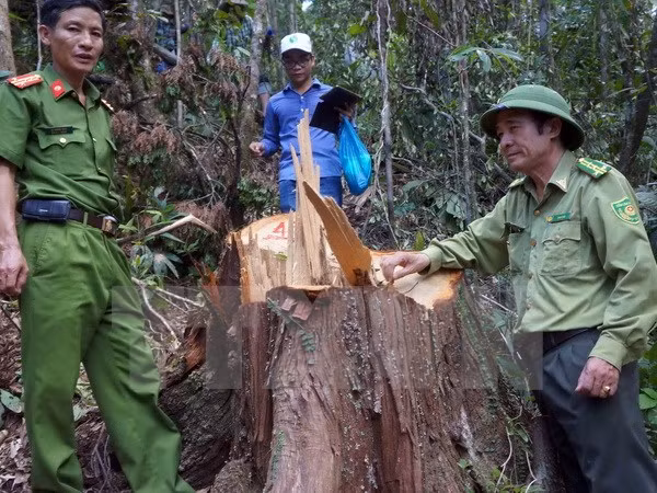 PM requests investigation into pomu forest destruction in Quang Nam ảnh 1 PM requests investigation into pomu forest destruction in Quang Nam ảnh 1