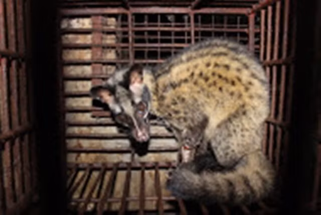 Commercial breeding of endangered wildlife forbidden ảnh 1 Commercial breeding of endangered wildlife forbidden ảnh 1