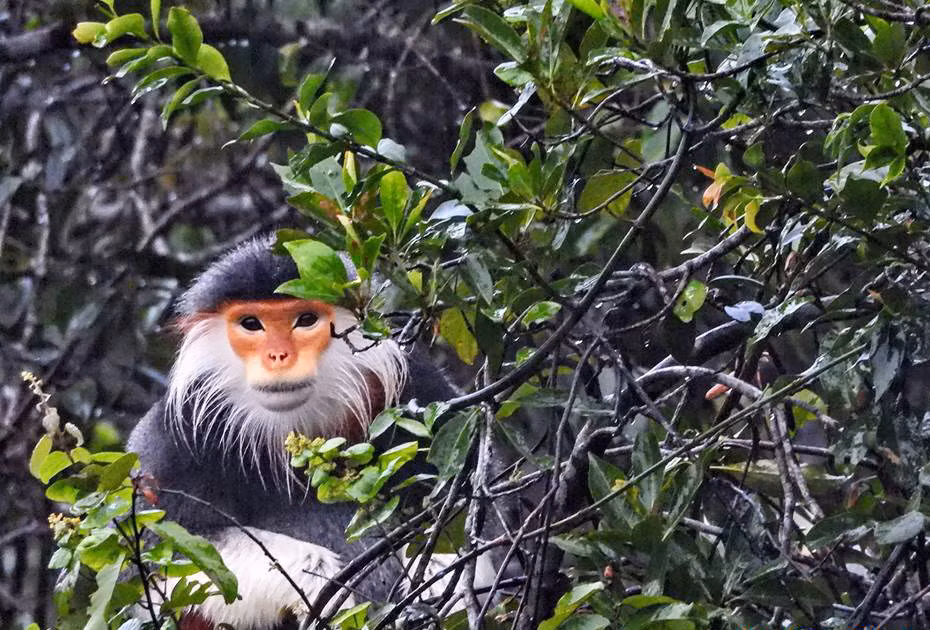 Thua Thien-Hue: endangered primate released into Bach Ma National Park ảnh 1