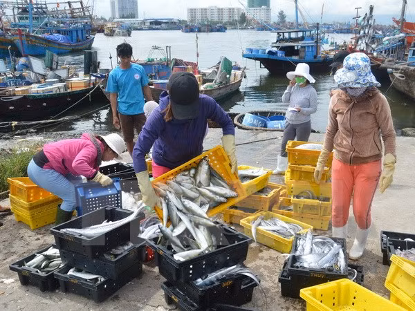 Urgent measures taken to respond to EU’s warning on IUU fishing ảnh 1