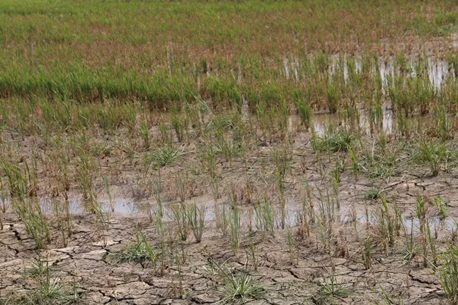 Big aid package approved to counter drought, saline intrusion ảnh 1 Big aid package approved to counter drought, saline intrusion ảnh 1