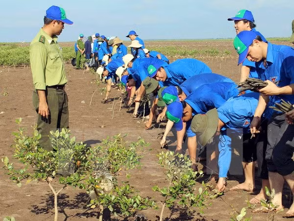 Ben Tre to plant submerged forests ảnh 1 Ben Tre to plant submerged forests ảnh 1