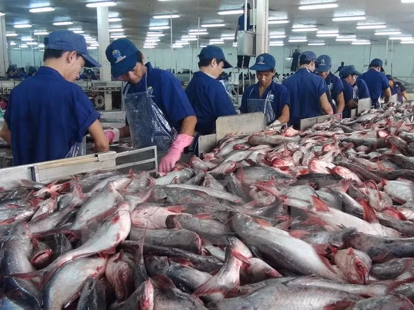 Tra fish export to China enjoys strong growth ảnh 1 Tra fish export to China enjoys strong growth ảnh 1