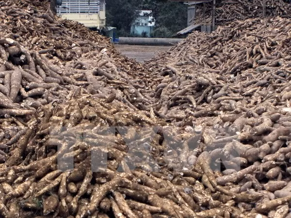 Cassava exports set to earn 1.5 bln USD this year ảnh 1 Cassava exports set to earn 1.5 bln USD this year ảnh 1