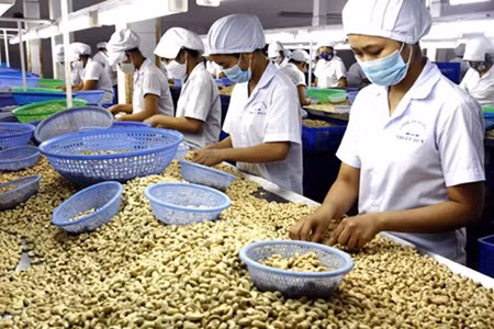 HCM City to hold international cashew conference ảnh 1 HCM City to hold international cashew conference ảnh 1