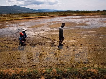 Mekong delta faces water shortage, saline intrusion ảnh 1