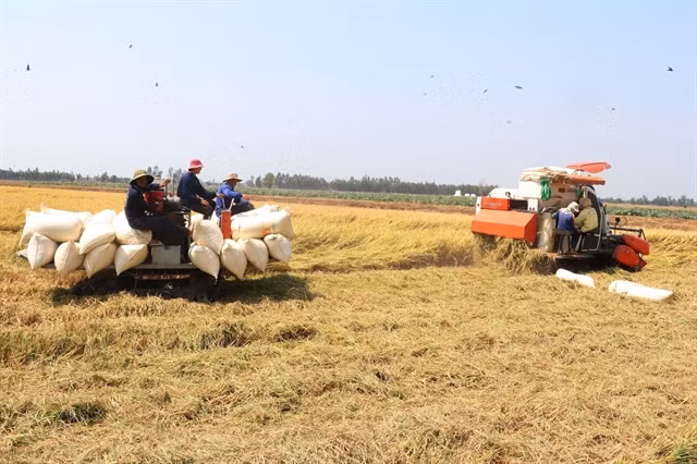Vietnam earns 1.43 billion USD from rice exports in Q1 ảnh 1