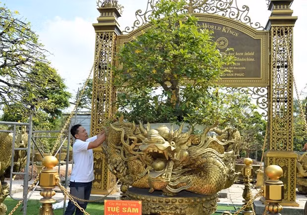 Dong Thap: yellow apricot tree collection sets world record ảnh 1