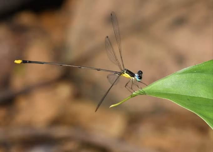 Coeliccia natgeo damselfly spotted in Nghe An ảnh 1 Coeliccia natgeo damselfly spotted in Nghe An ảnh 1