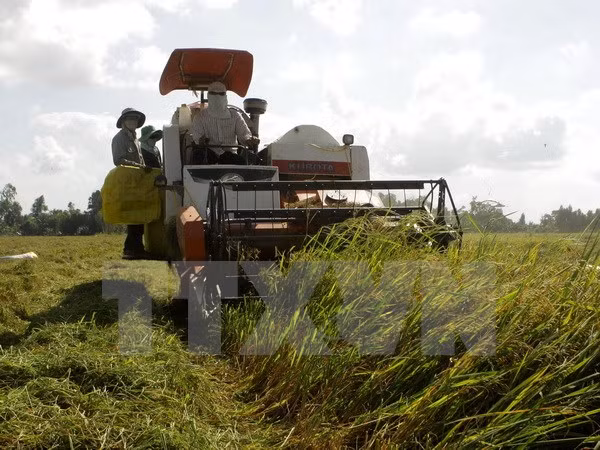 Promotional activities boost agricultural restructuring in Mekong Delt ảnh 1 Promotional activities boost agricultural restructuring in Mekong Delt ảnh 1