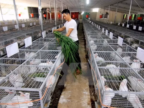 New-style cooperatives piloted in Mekong Delta ảnh 1 New-style cooperatives piloted in Mekong Delta ảnh 1