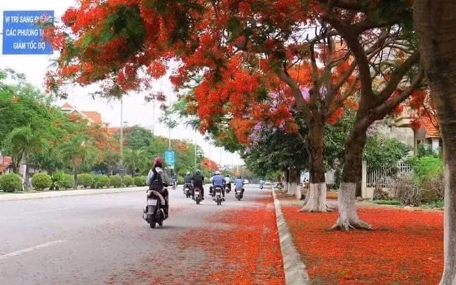 Hai Phong's Flamboyant Festival to draw tourists ảnh 1 Hai Phong's Flamboyant Festival to draw tourists ảnh 1