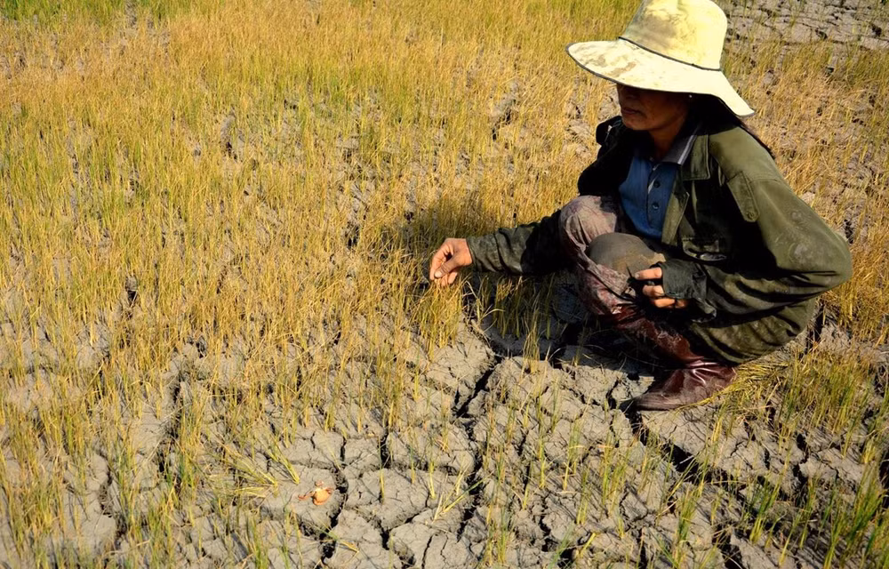 Vietnam promotes gender mainstreaming in climate change policies ảnh 1