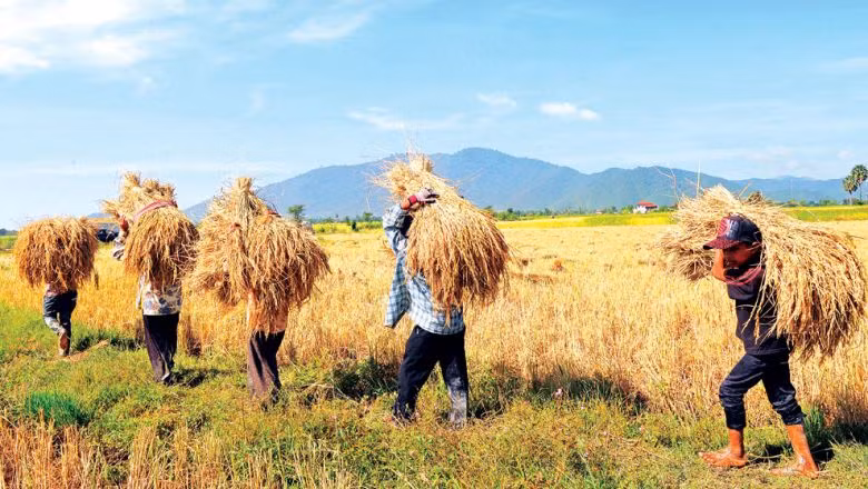 Cambodia’s new strategy to push agriculture to modernise ảnh 1 Cambodia’s new strategy to push agriculture to modernise ảnh 1