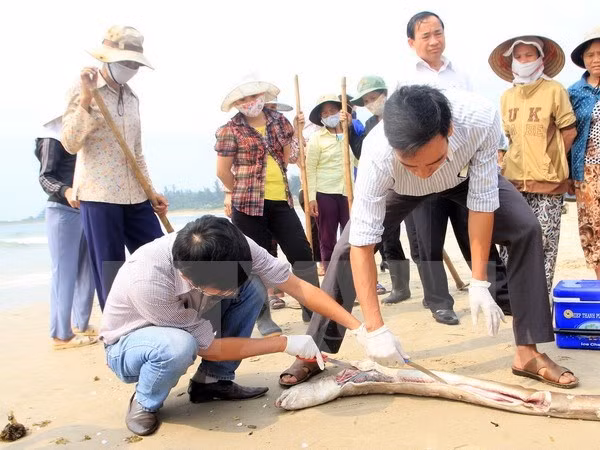 Mass fish death likely due to toxic contamination ảnh 1 Mass fish death likely due to toxic contamination ảnh 1
