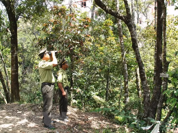 Sustainable forestry management project approved ảnh 1 Sustainable forestry management project approved ảnh 1