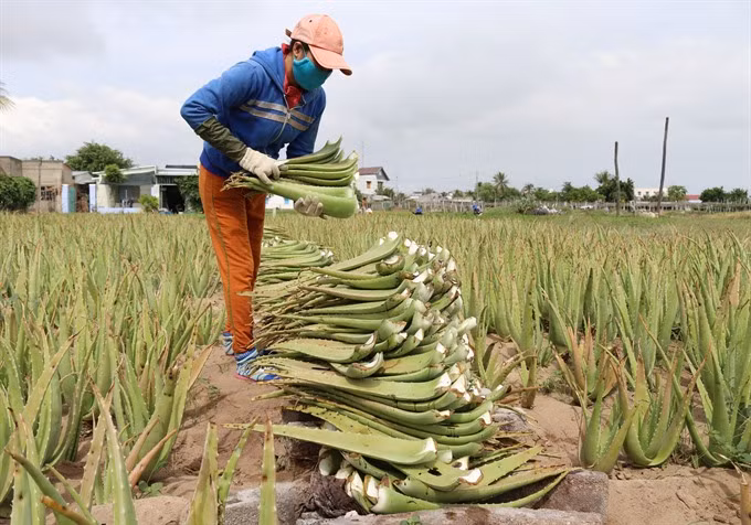 Ninh Thuan farmers strike it rich with aloe vera ảnh 1 Ninh Thuan farmers strike it rich with aloe vera ảnh 1