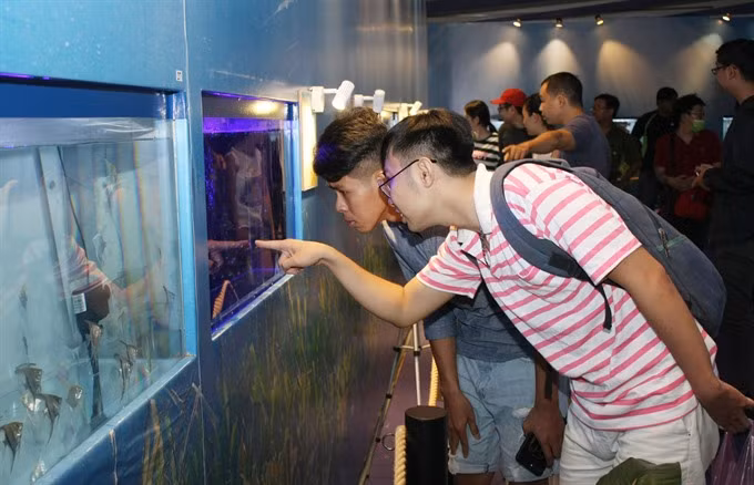 HCM City eyes ornamental fish breeding ảnh 1