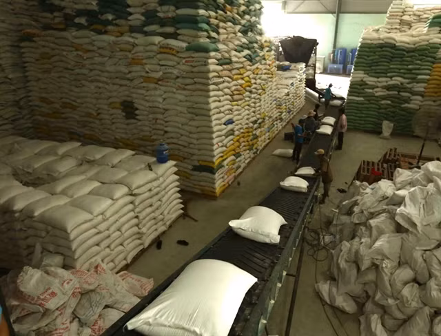 Opportunities for Vietnam to maintain stable rice export to Philippines ảnh 1