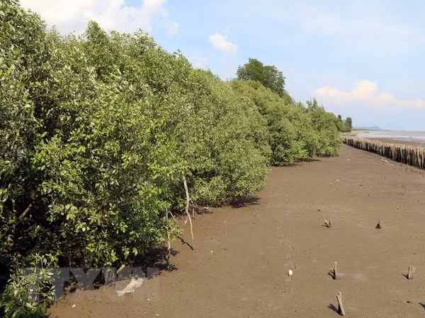 Kien Giang working hard to conserve forests, improve livelihoods of coastal residents ảnh 1 Kien Giang working hard to conserve forests, improve livelihoods of coastal residents ảnh 1