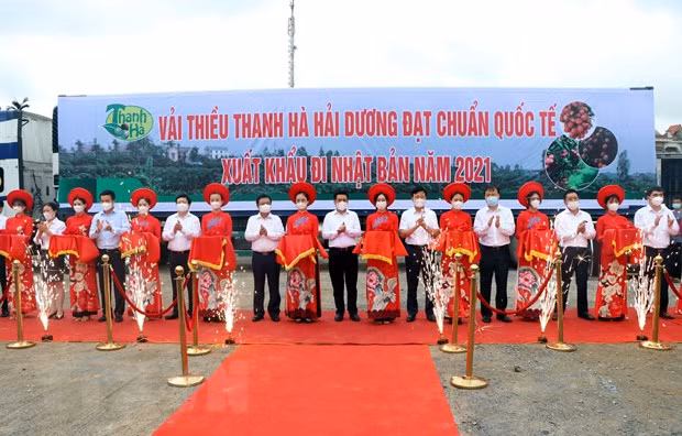 Lychee harvest season gets underway in Hai Duong ảnh 1