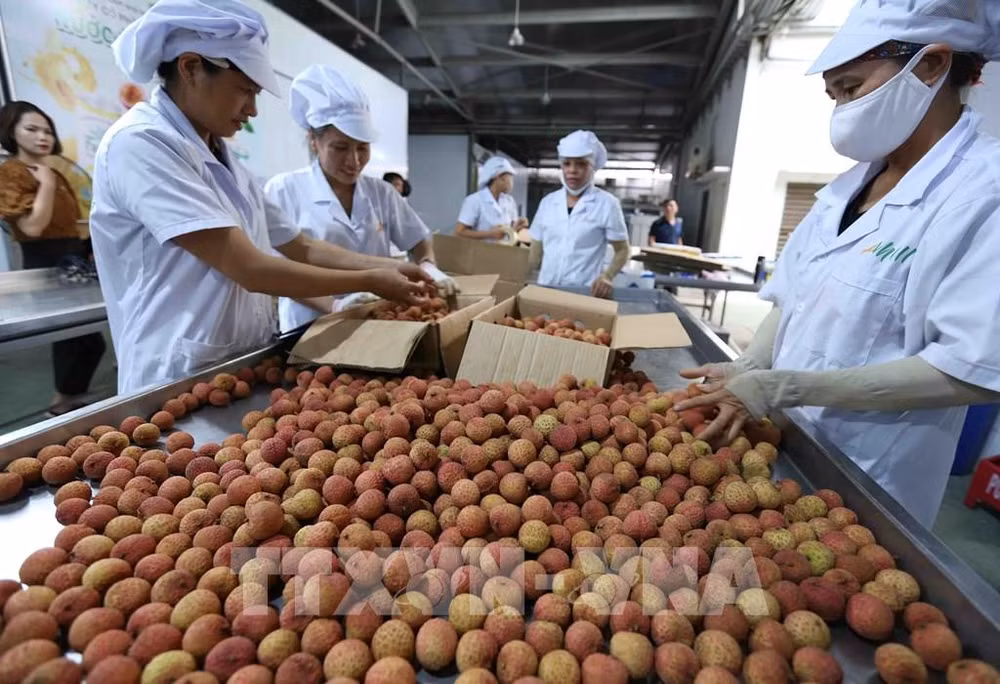 Export turnover grows 30.7 percent in five months ảnh 1