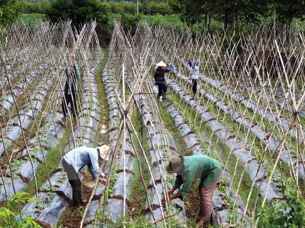 Vietnam maps out plan to develop collective economy, cooperatives ảnh 1