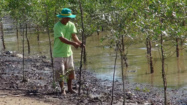 Tra Vinh: Shrimp-breeding in mangroves protects forest coverage, offers stable income ảnh 1