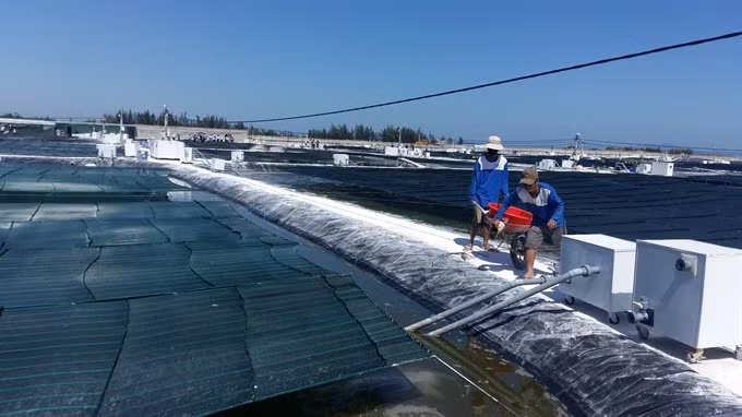 Quang Nam province debuts nano-tech shrimp farms ảnh 1