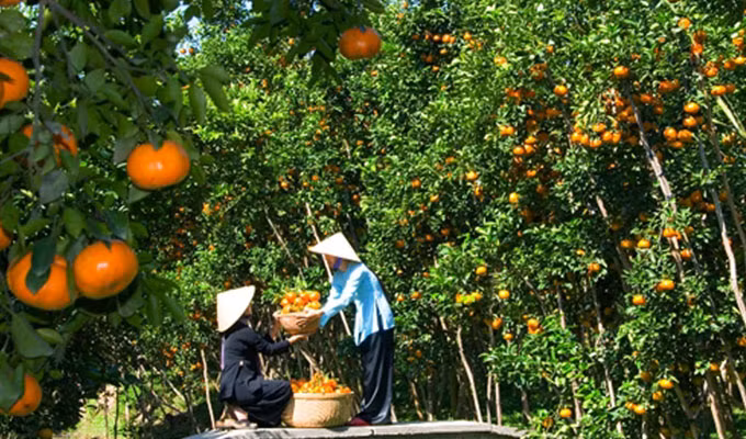 Vinh Long: unique tourism products key to attract visitors ảnh 1