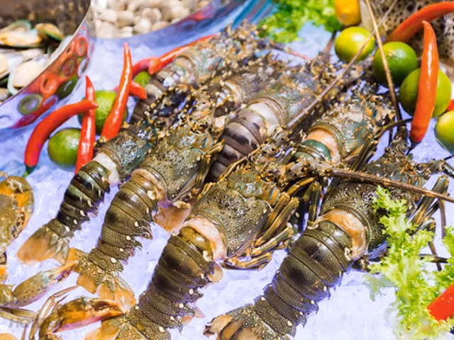 Chinese market favours Vietnamese lobster but prices are rocky ảnh 1