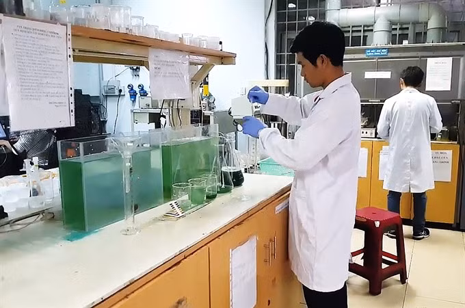HCM City students find way to grow spirulina at home ảnh 1