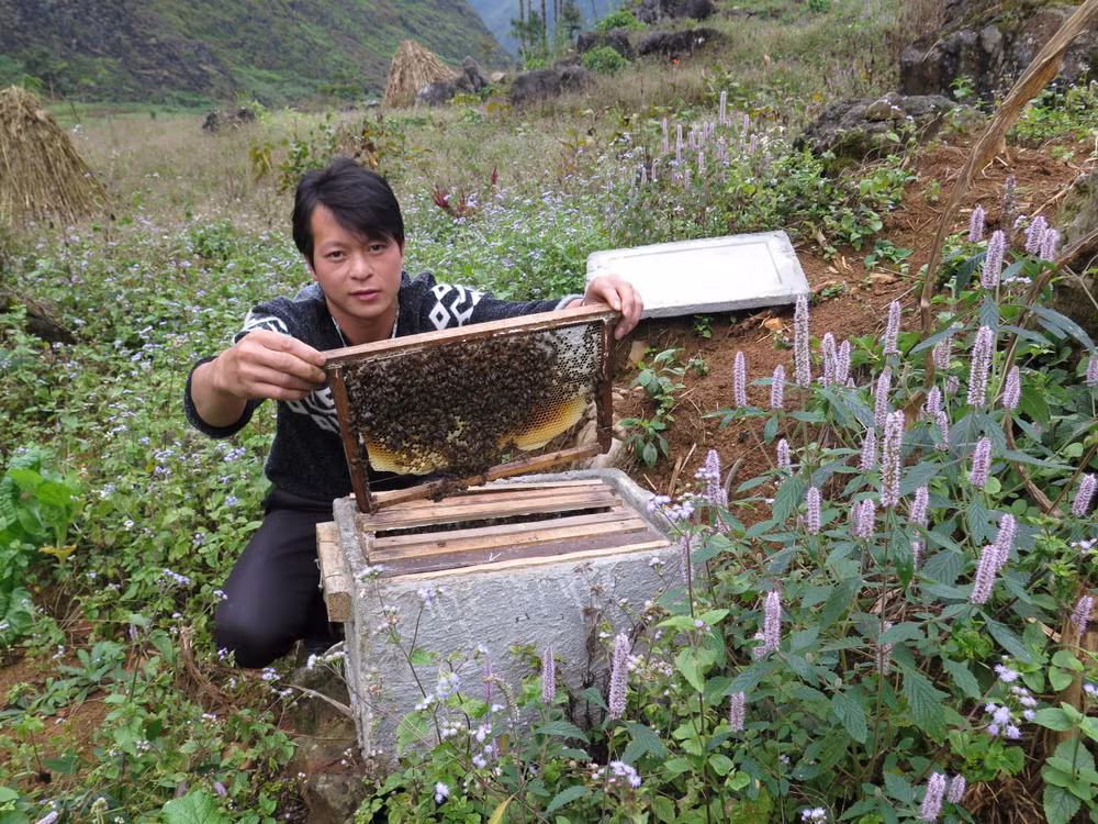 Ha Giang seeks solutions to sustainable beekeeping development ảnh 1 Ha Giang seeks solutions to sustainable beekeeping development ảnh 1