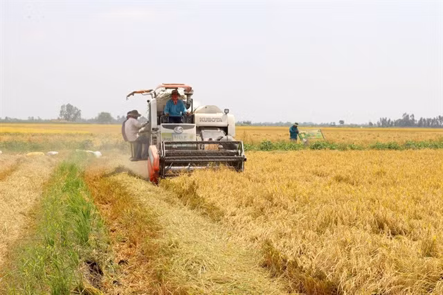 Long An to expand high-quality, hi-tech rice farming ảnh 1